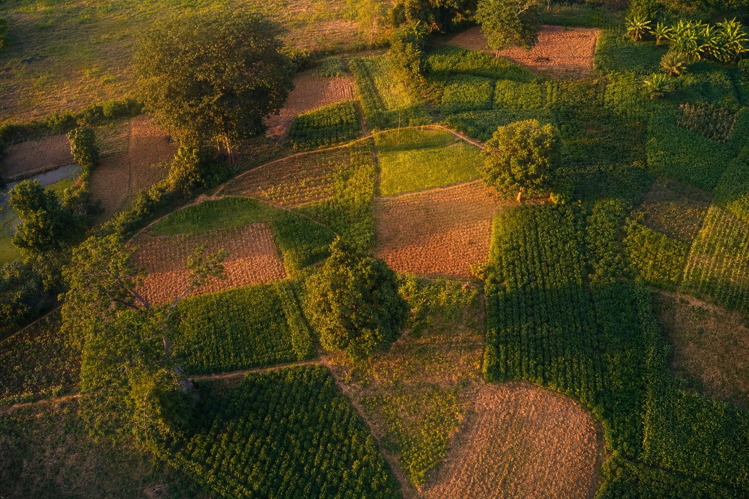 Vue aérienne d'une mosaïque de petites parcelles agricoles au coucher du soleil
